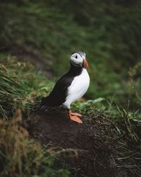 Close-up of bird perching on field