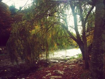 Trees in forest