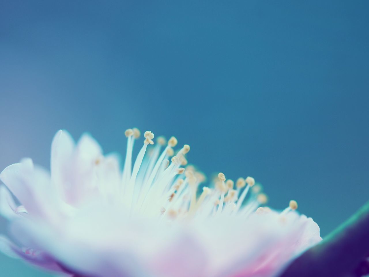 CLOSE-UP OF BLUE FLOWERING PLANT AGAINST SKY