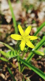 High angle view of flowering plant on field