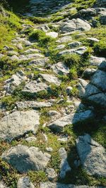 Plants growing on rocks