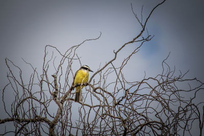 Low angle view of birds perching on branch