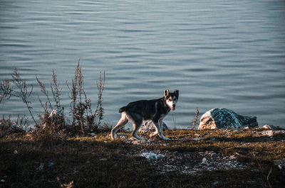 Dog standing on rock by lake