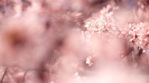 Pink flowers blooming on tree