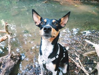 Portrait of dog standing in water