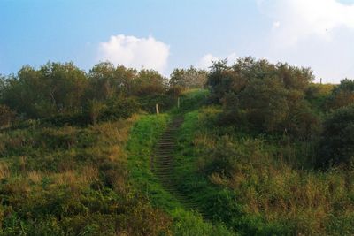 Scenic view of grassy field against sky