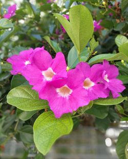 Close-up of flowers blooming in park