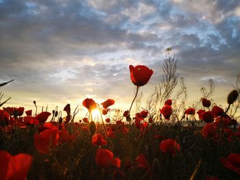 Close-up of poppies on field against sky during sunset