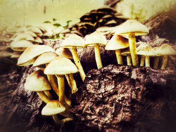 Close-up of mushrooms on tree trunk