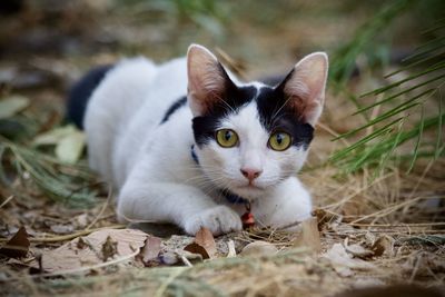 Portrait of a cat resting on field