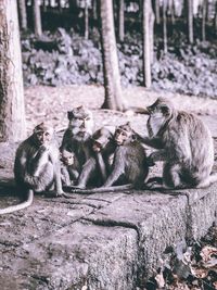 Monkey sitting in a zoo