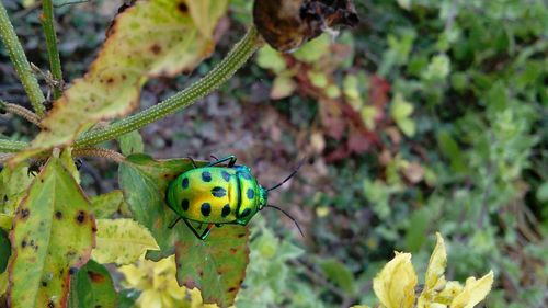 Close-up of beetle on plants