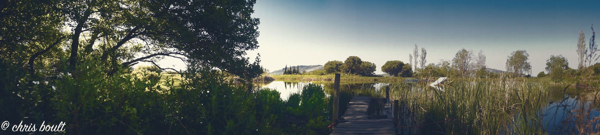 Panoramic view of trees against clear sky