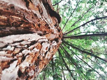 Close-up of tree trunk