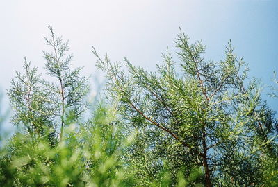 Plants growing in forest against clear sky