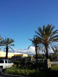 Palm trees against clear blue sky