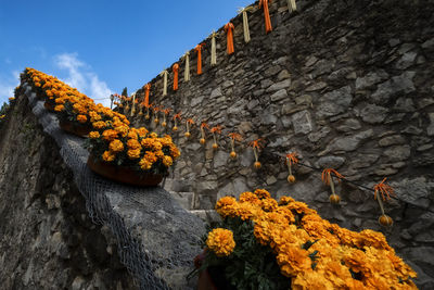 Yellow flowering plants by wall against building