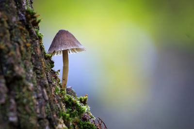 Close-up of mushroom growing on tree