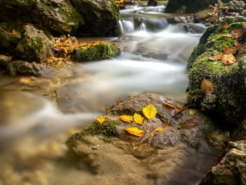 Scenic view of waterfall in forest