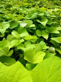 Full frame shot of green leaves