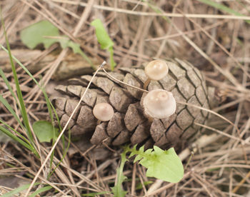 Close-up of mushrooms growing on field