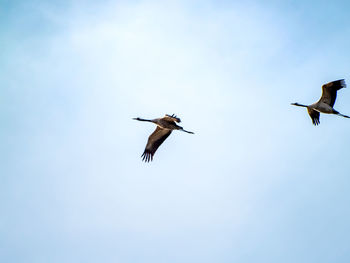 Low angle view of birds flying in sky