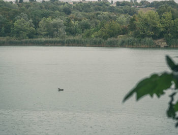 Scenic view of lake against trees