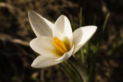 Close-up of white crocus