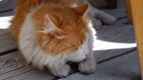 Close-up of a sleepy ginger cat