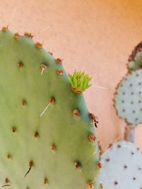 Close-up of cactus plant