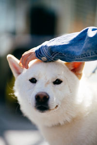 Close-up portrait of dog