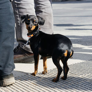 Dog looking away