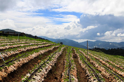 Close-up of crop in field against cloudy sky