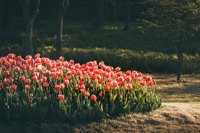 Close-up of flowers blooming in field