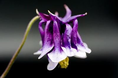 Close-up of purple flower