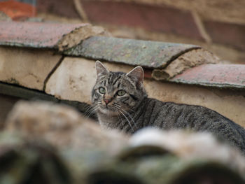 Close-up portrait of cat