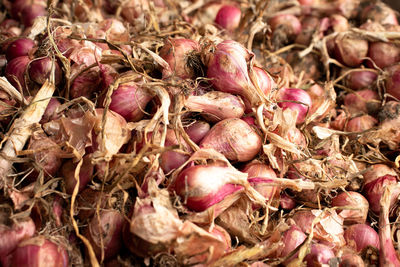 shallot