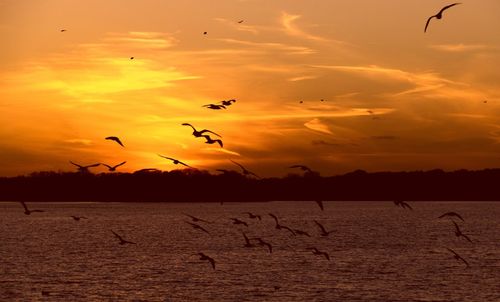 Flock of birds flying over sea