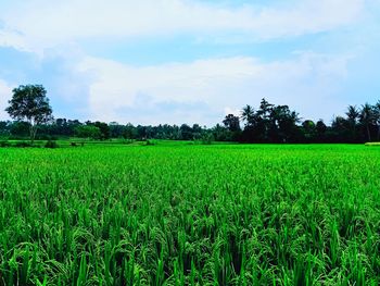 Scenic view of agricultural field against sky