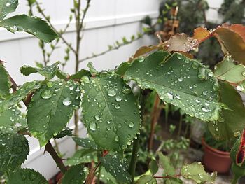 Close-up of leaves