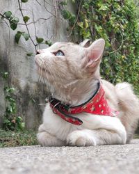 Close-up of a cat looking away