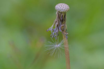 Close-up of pappus growing outdoors