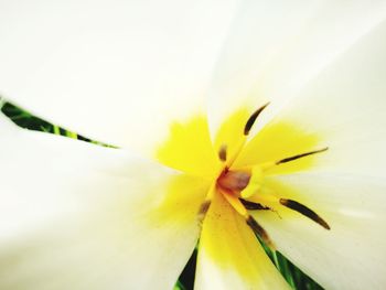 Close-up of yellow flower