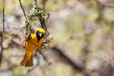 Close-up of bird perching on branch