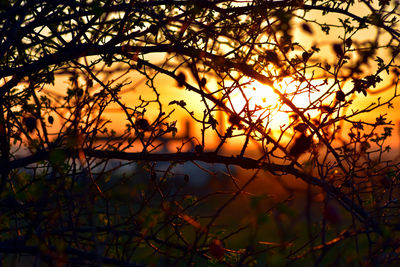 Sun shining through trees