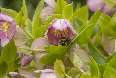 Close-up of bee pollinating on flower