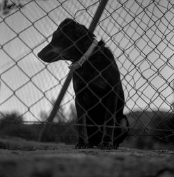 Close-up of dog standing on chainlink fence