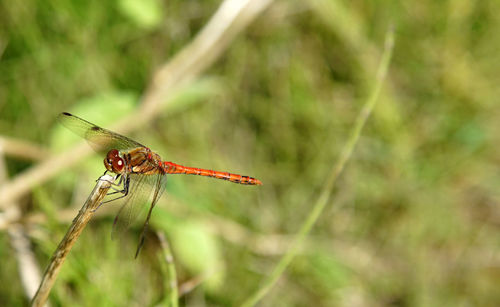 Close-up of damselfly on plant