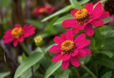 Close-up of pink flowering plants in park