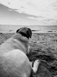 Dog on the beach